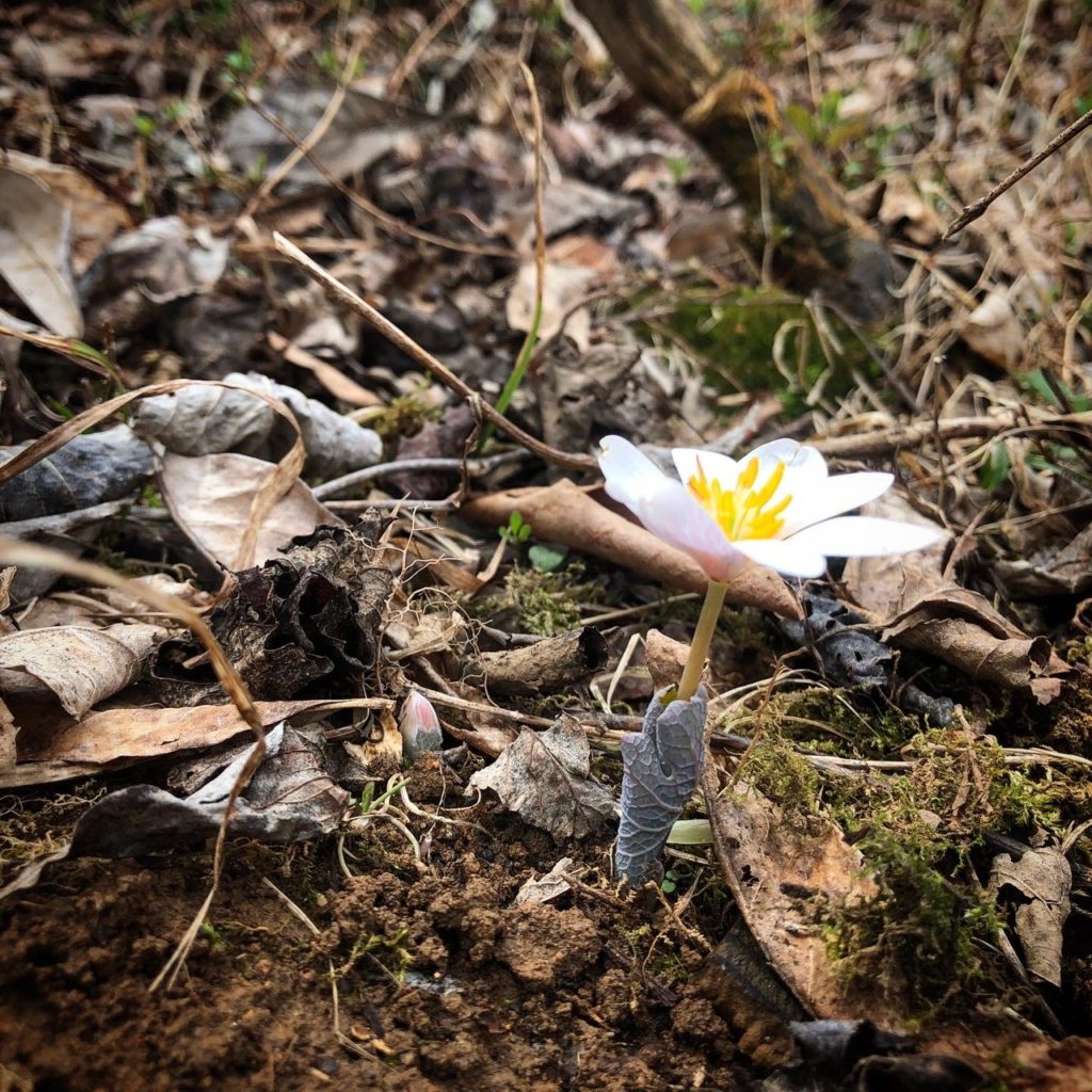 What’s in Bloom | Bloodroot