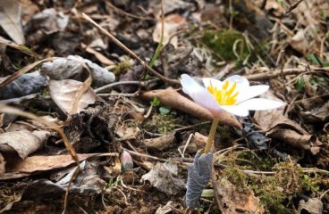 What’s in Bloom | Bloodroot
