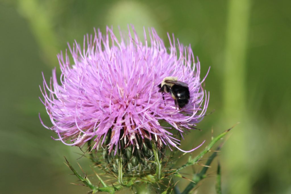 What’s in Bloom | Field Thistle