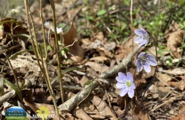 What’s in Bloom | Round-lobed Hepatica