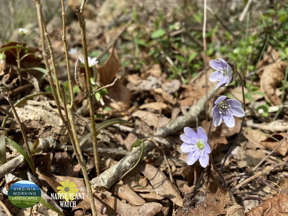 What’s in Bloom | Round-lobed Hepatica