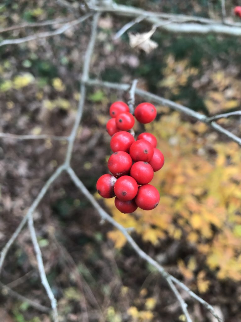 Winterberry Holly