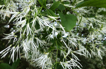 What’s In Bloom | American Fringetree