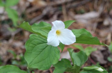 What’s in Bloom | White Trillium