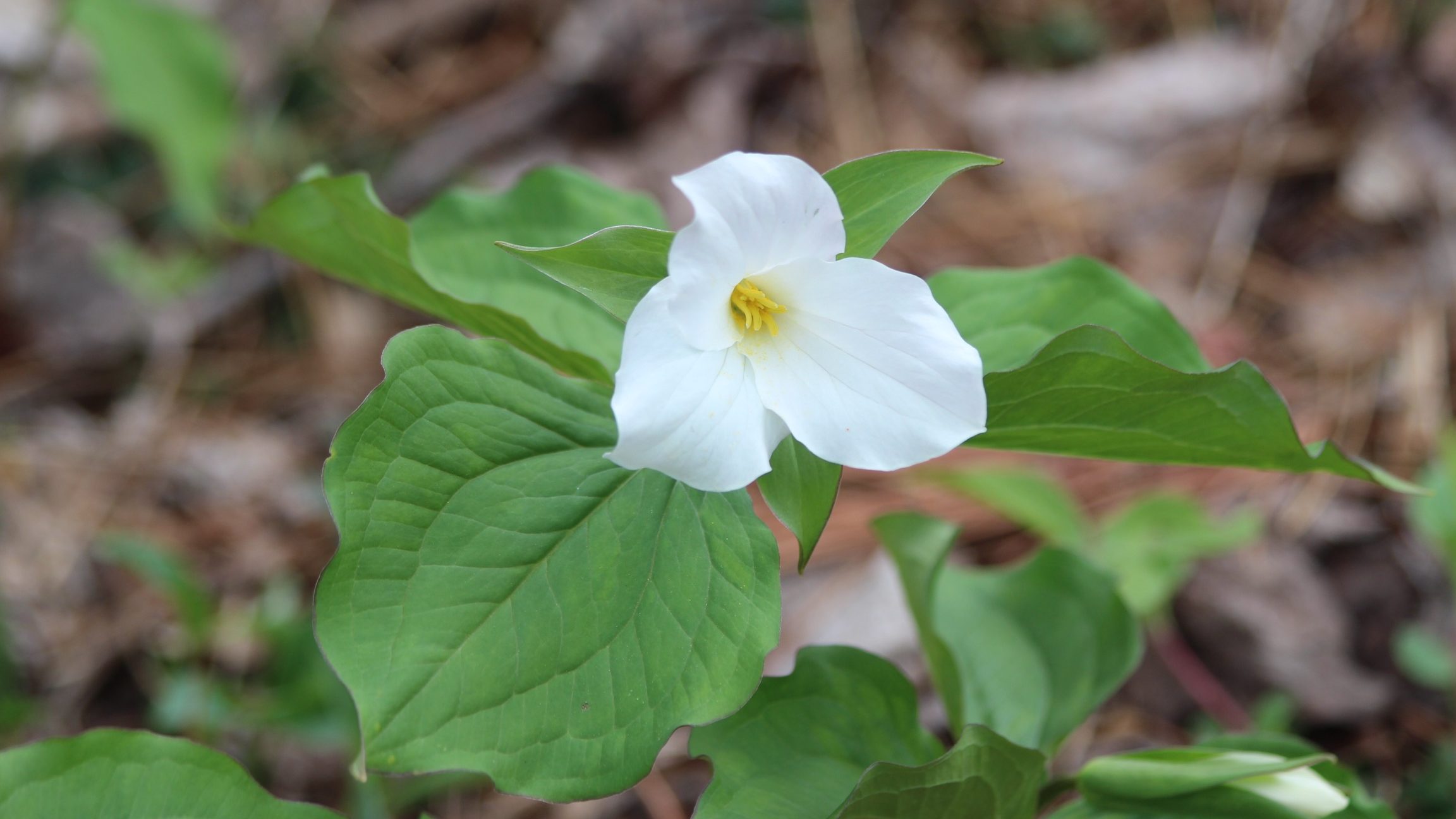 What's in Bloom White Trillium Virginia Working Landscapes