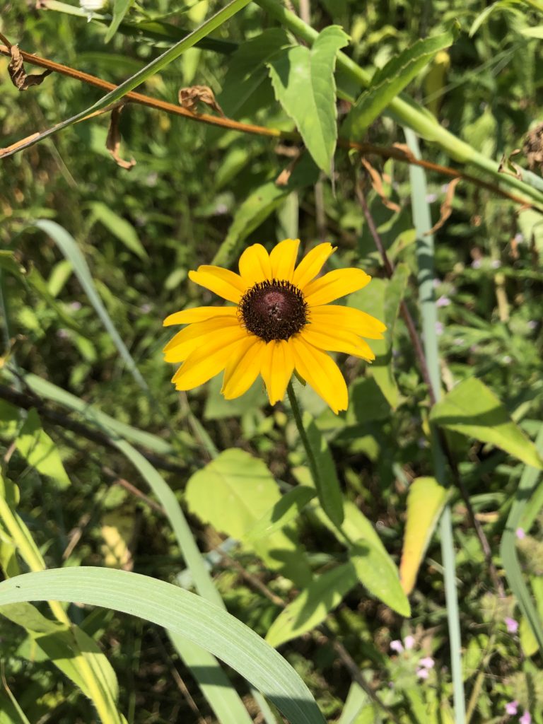 What’s in Bloom | Black-eyed Susan