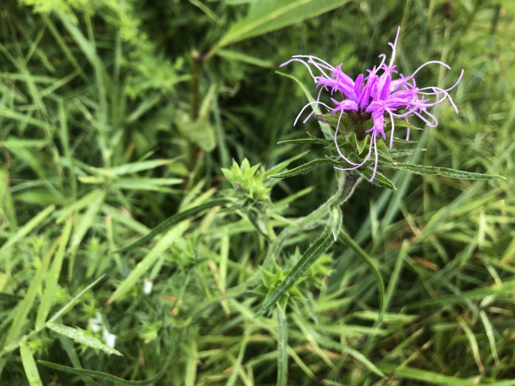 What’s in Bloom |Scaly Blazing Star