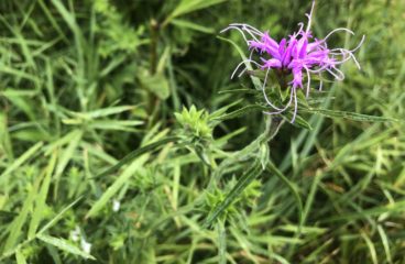 What’s in Bloom |Scaly Blazing Star