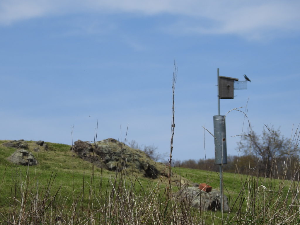 Monitoring: Eastern Bluebird And Purple Martin Next Success