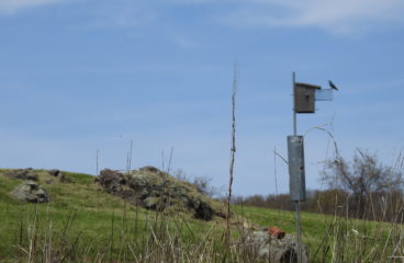 Monitoring: Eastern Bluebird And Purple Martin Next Success
