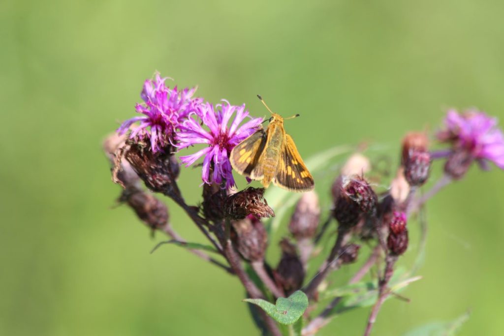 What’s in Bloom | Ironweed