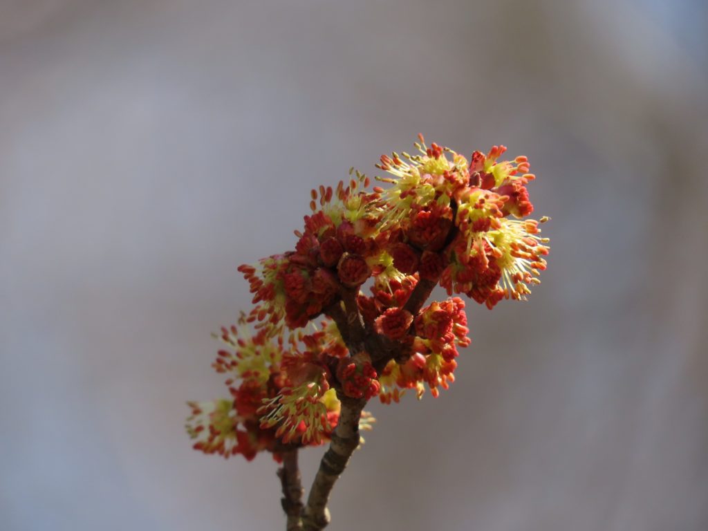 What’s in Bloom | Maple