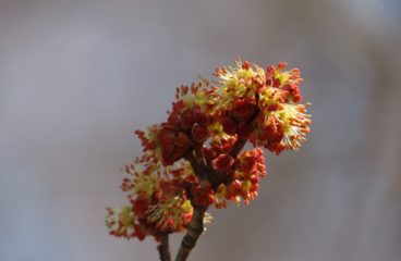 What’s in Bloom | Maple