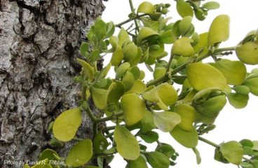 American Mistletoe