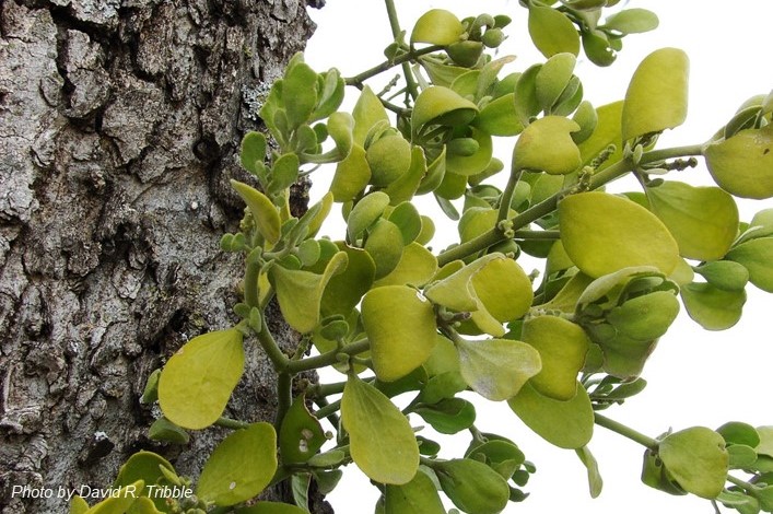 American Mistletoe