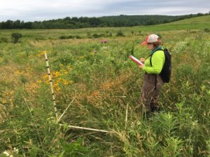 natalie plant survey bfb wildflower