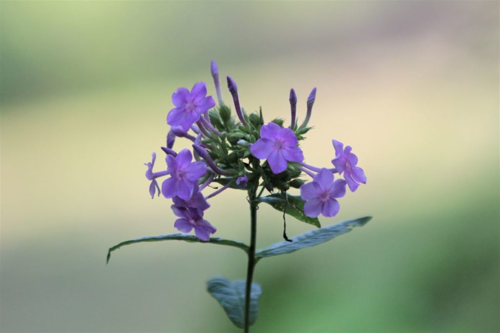 What’s in Bloom | Fall Phlox