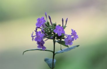 What’s in Bloom | Fall Phlox