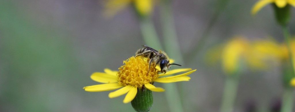 What’s in Bloom | Golden Ragwort