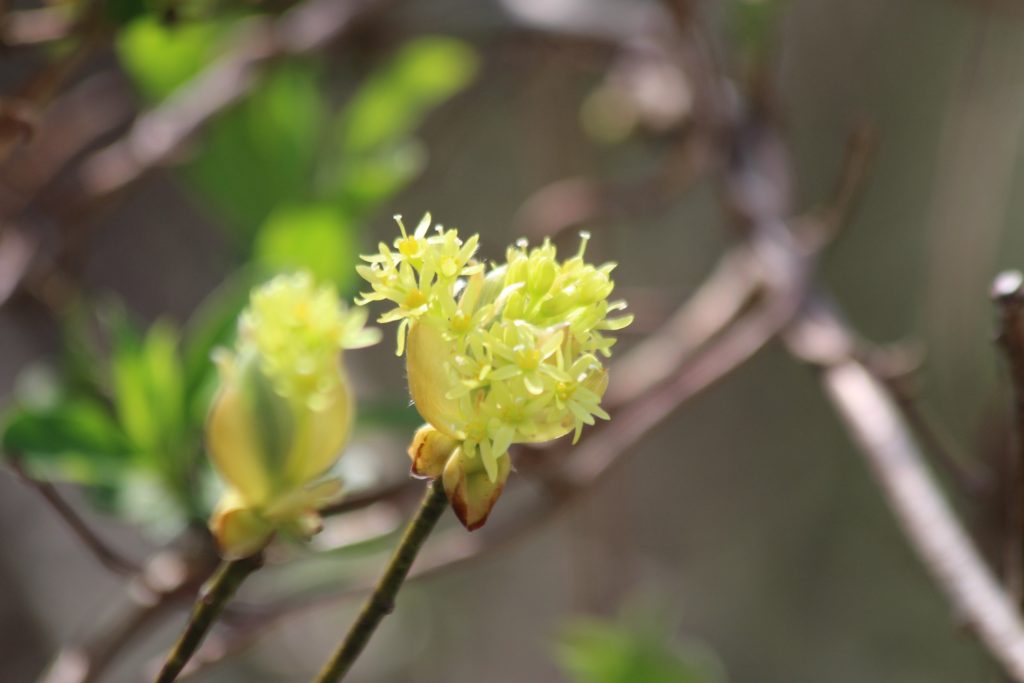 What’s in Bloom | Sassafras