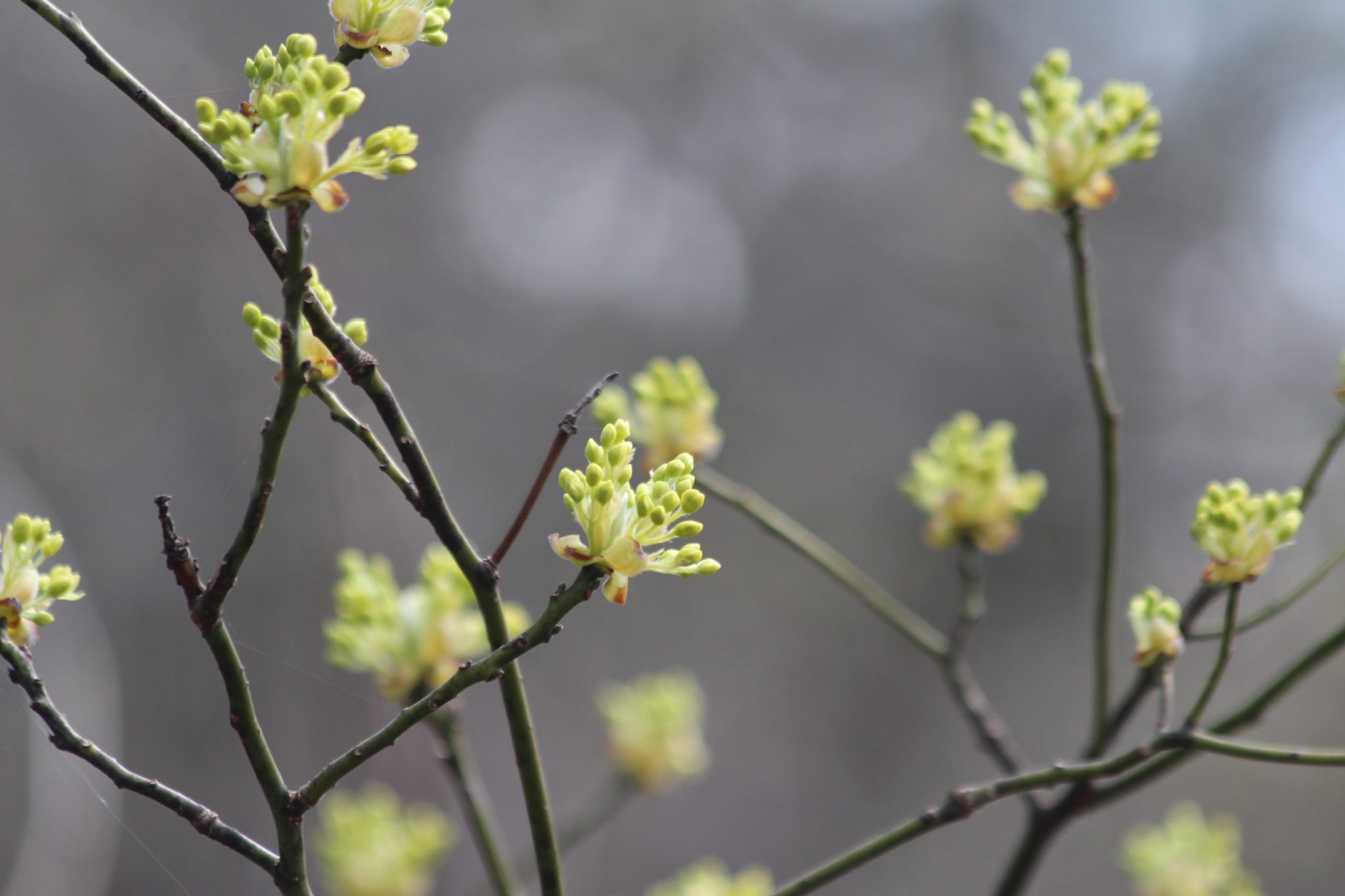 What's in Bloom Sassafras Virginia Working Landscapes