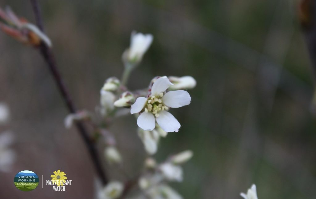 What’s in Bloom | Serviceberry