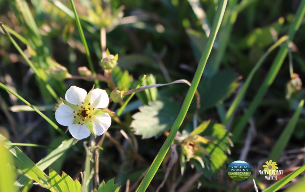 What’s in Bloom | Wild Strawberry