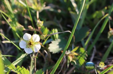What’s in Bloom | Wild Strawberry