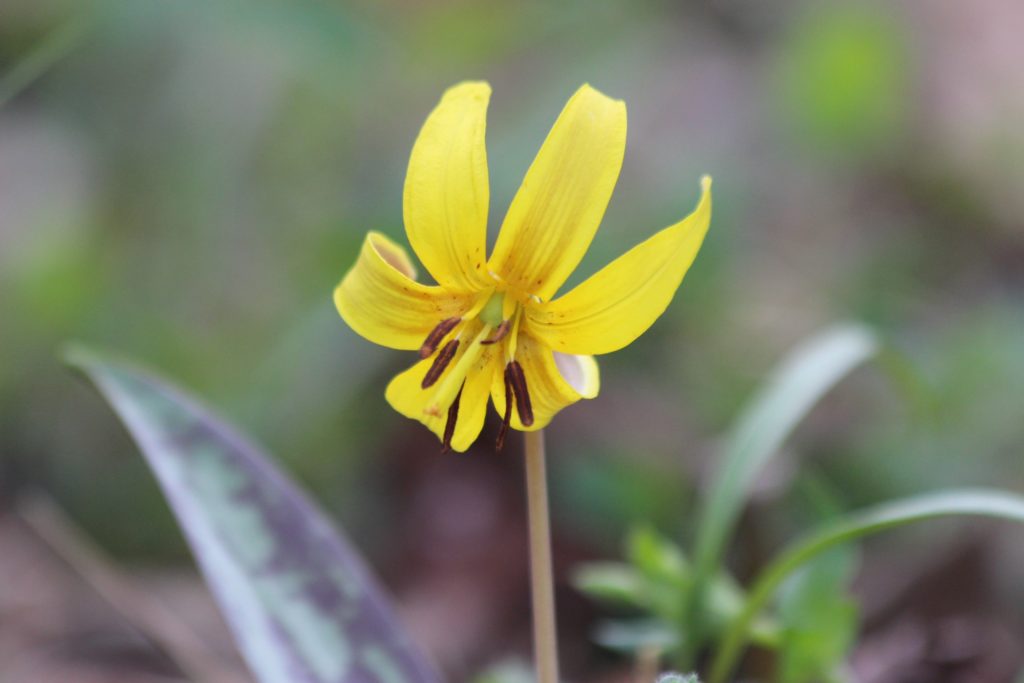 What’s in Bloom | Yellow Trout Lily