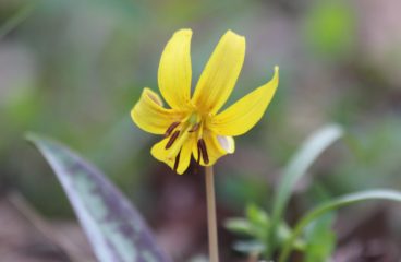 What’s in Bloom | Yellow Trout Lily